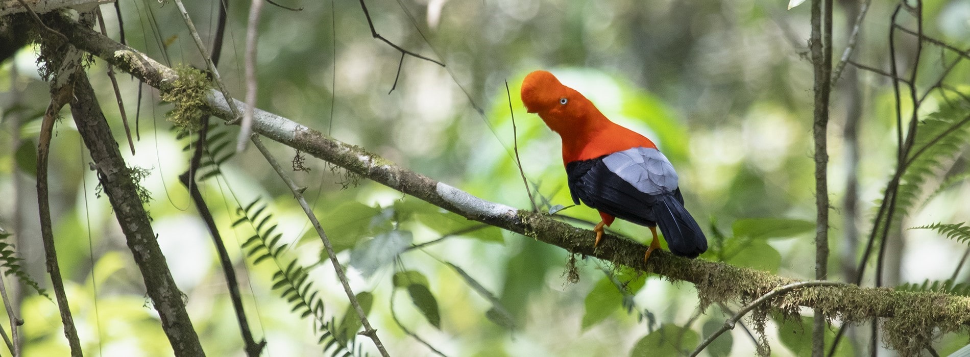 51316541300_2c384ce805_o-min