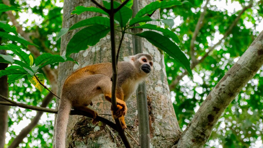 Manu Jungle Tour 3 Days 2 Nights | Amazon Peru Tours