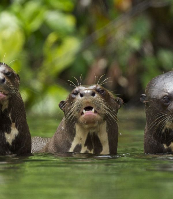 Manu National Park 4 Days / 3 Nights