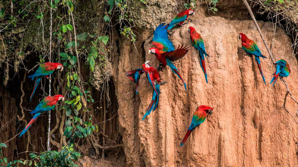 Manu Jungle Tour 3 Days 2 Nights | Amazon Peru Tours